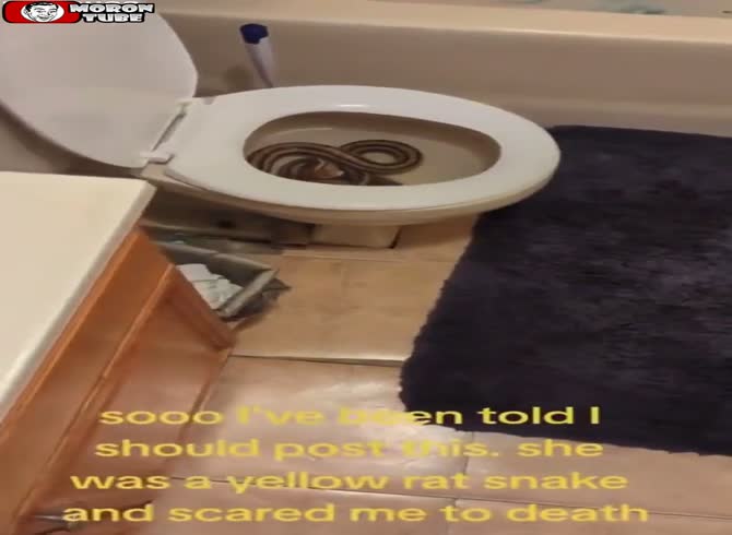 Video :A woman's toilet mishap - she finds out she peed on a snake